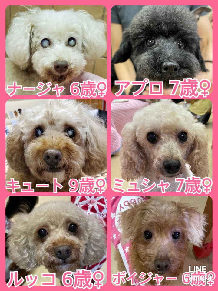 🐾今日の里親様募集中ワンコ🐶メンバーです🐾2021,8,20